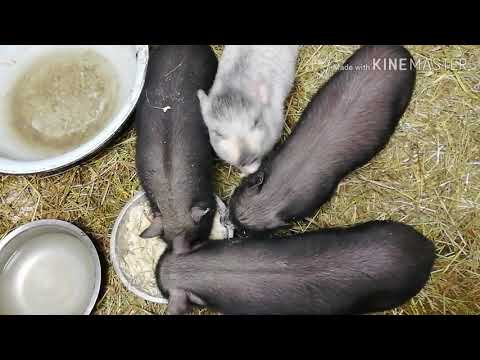 Видео: Вьетнамские свиньи, как выбрать вьетнамского поросёнка!