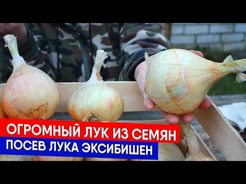 Видео: Огромный лук из семян - посев лука Эксибишен