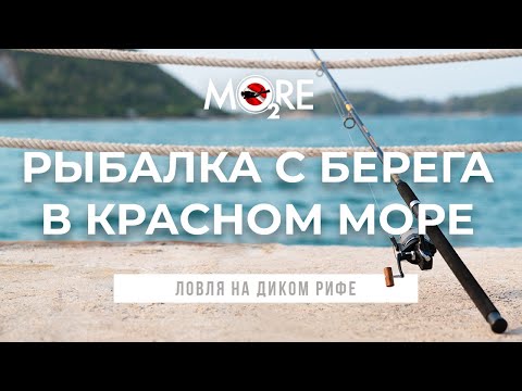 Видео: Рыбалка с берега в Красном Море / Хургада 2023 / Дикий риф