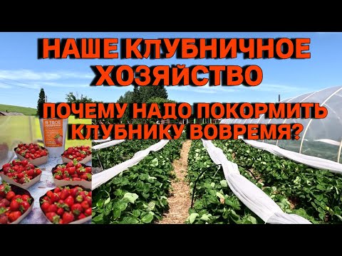 Видео: Наше клубничное хозяйство в горах Алтая. Сбор, кормление, уход. Реализация клубники в деревне.