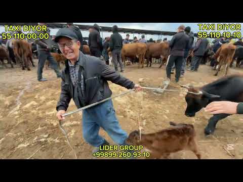 Видео: 26-ОКТЯБР/2025/ШЫМБАЙ МАЛ БАЗАРЫ/МАЛ БАЗАР 2025/ДЕМ БЕРМЕС МАЛ БАЗАР