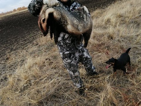Видео: Удачная охота на БАРСУКА 2. Осень