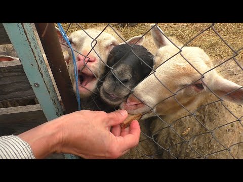 Видео: В гостях у Саши и Ольги - обзор хозяйства