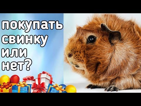 Видео: МАМА, ХОЧУ МОРСКУЮ СВИНКУ!!! ДАРИТЬ МОРСКУЮ СВИНКУ ИЛИ НЕ ДАРИТЬ?