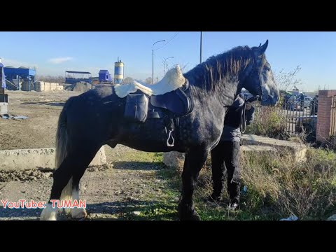 Видео: Рынок Лошадей в Урусмартане г Грозный. Цены, . Туман. Жеребцы Кобылы Жеребята разный пород.