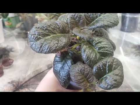 Видео: Моя коллекция эписций 🫶🫶🫶