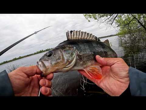 Видео: НАПАКУВАЛИ ОКУНІВ: роздача окунів і судаків на Дніпрі
