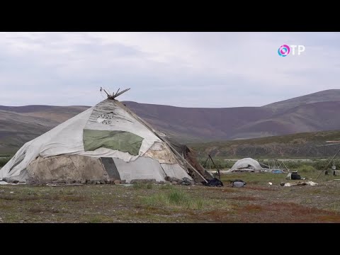 Видео: Люди Арктики. Хозяева тундры. Узнаем, как устроен быт чукотских оленеводов