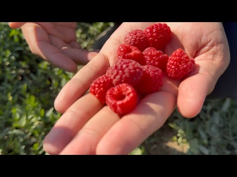 Видео: Маравилла малина