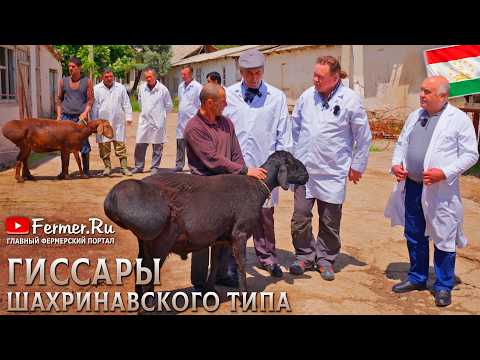 Видео: Племенное хозяйство по гиссарской породе овец шахринавского типа. КРС швицкой и чёрно-пёстрой породы