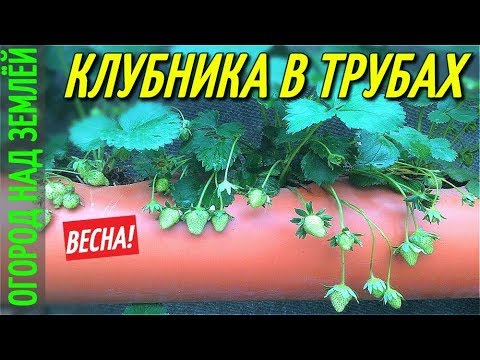 Видео: КЛУБНИКА В ТРУБАХ.ВЫРАЩИВАНИЕ КЛУБНИКИ.