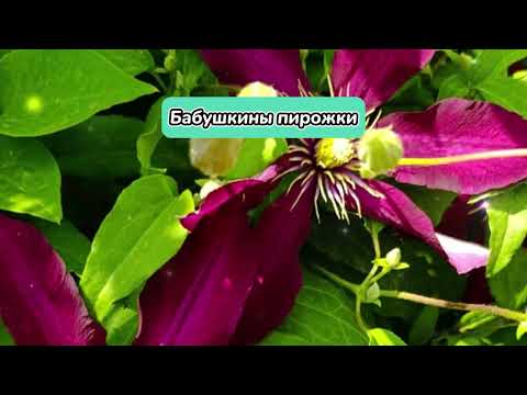 Видео: БАБУШКИНЫ ПИРОЖКИ