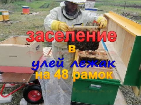 Видео: Заселение в улей лежак на 48 рамок