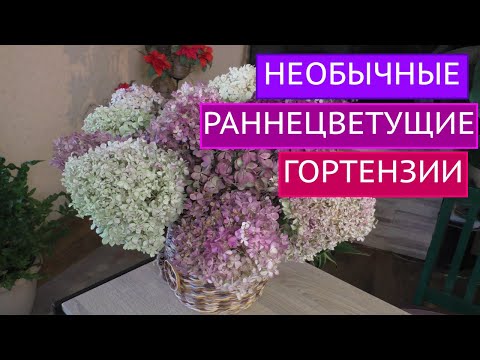 Видео: ЭТИ ГОРТЕНЗИИ ЗАЦВЕТУТ В САДУ ПЕРВЫМИ!!!