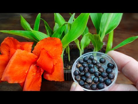 Видео: 💐 Как посеять и скрестить ахирас (Canna indica) в домашних условиях - ПРОСТОЙ СПОСОБ✔️