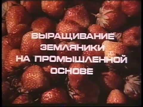 Видео: Выращивание клубники в СССР.