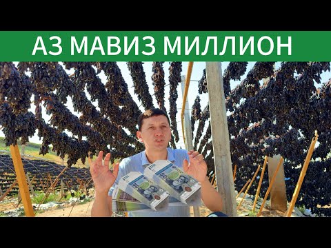 Видео: Мавизро чи гуна таёр мекунад