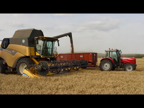 Видео: Хороший урожай яровой пшеницы!