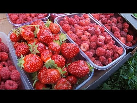 Видео: Заработок на клубнике и малине! 2021 Итог