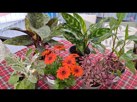 Видео: 🌺🏵 Классные  новинки комнатных и садовых растений🌸🌿 Что делаю и что собираюсь сделать в саду.🌱🌹