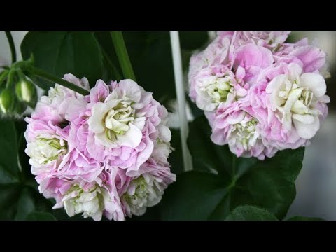 Видео: Плющелистная пеларгония уход, обрезка и черенкование. Какие сорта у меня растут.