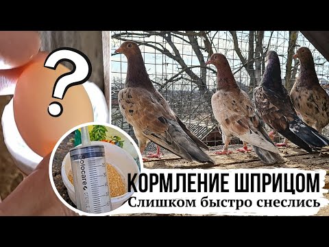 Видео: ПОДКОРМКА ШПРИЦОМ | СЛИШКОМ БЫСТРО СНЕСЛИСЬ 🤔 | Бакинские мраморные бойные голуби