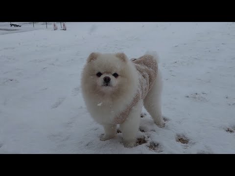 Видео: Ужасно холодная погода -22℃! Собака остается на улице в снежную бурю
