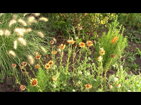 Видео: Два Цветка Однолетника  ПОЖАЛЕЛА, что посадила