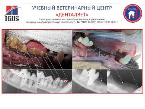 Видео: Стоматология собак  Клинические случаи, варианты лечения_Лектор Спирина А.С.