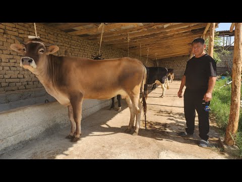 Видео: BOGOZ SIGIRLAR SOTILADI ☎️902206515  сентября 2025 г. БОГОЗ СИГИРЛАР сотилади
