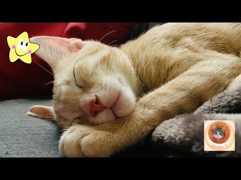 Видео: Милые и веселые кошки: источник смеха и радости в вашем доме!