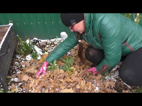 Видео: Рододендрон ! Подготовка к зиме! Укрытие на зиму!