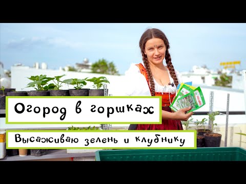 Видео: Огород в горшках. Высаживаю зелень и клубнику