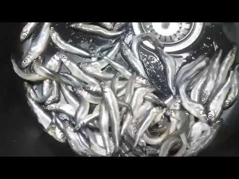 Видео: ПИТЕРСКАЯ (Ладожская) КОРЮШКА!!! ПУШКА СПОСОБ - пожарить мелкую рыбку и не сломать ее!!!