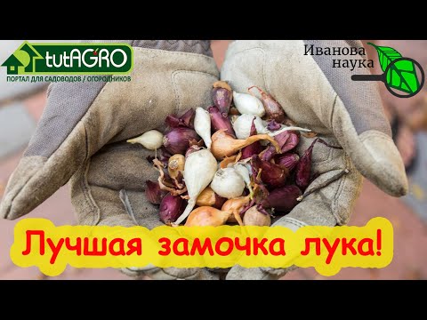 Видео: БЕЗОПАСНОЕ ЗАМАЧИВАНИЕ ЛУКА СЕВКА ДЛЯ БОЛЬШОГО УРОЖАЯ ЗЕЛЕНИ и РЕПКИ. Для осенней и весенней посадки