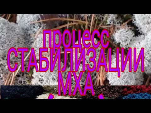 Видео: #стабилизированый мох в домашних условиях,