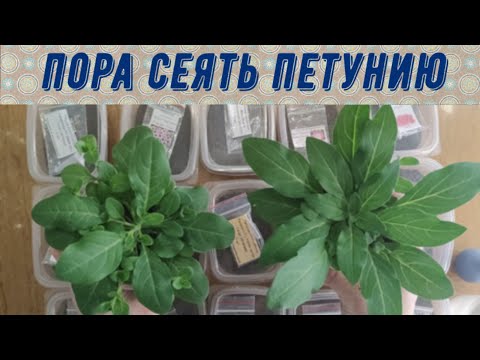 Видео: ПОРА СЕЯТЬ ПЕТУНИЮ.