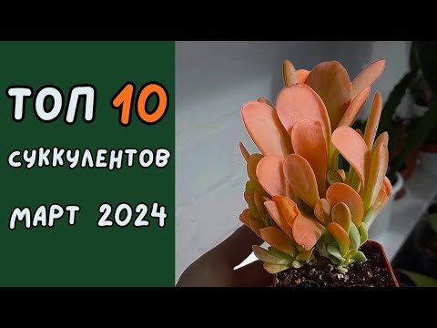 Видео: 💙💛 Мой ТОП суккулентов за март 2024