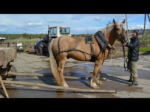 Видео: Оглобли для русской упряжи