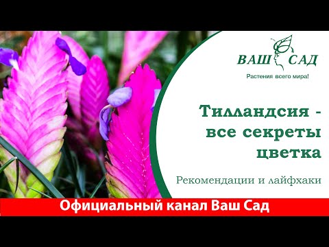 Видео: Тилландсия атмосферная в доме. Советы от Ваш сад