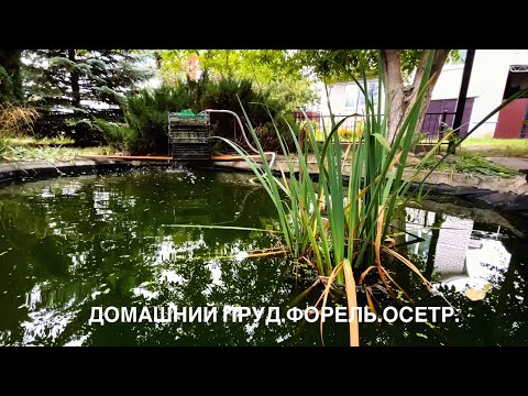 Видео: Домашний пруд. Форель. Осетр.