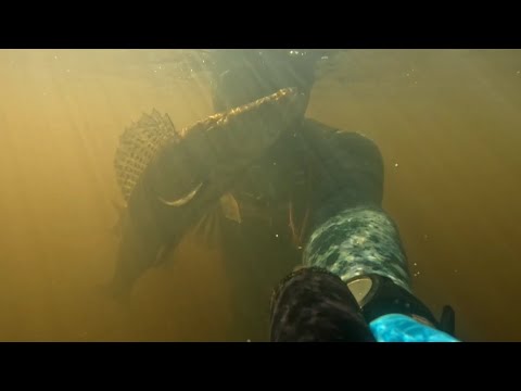 Видео: Подводная охота