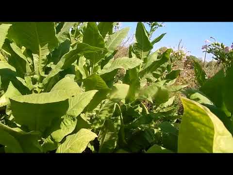 Видео: Обзор по сортам  Часть 3