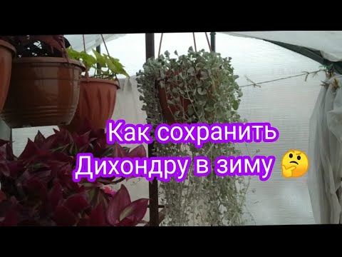 Видео: КАК СОХРАНИТЬ ДИХОНДРУ В ЗИМУ 🤔