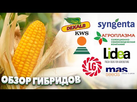 Видео: КУКУРУЗА - обзор гибридов, мировых и отечественных компаний.