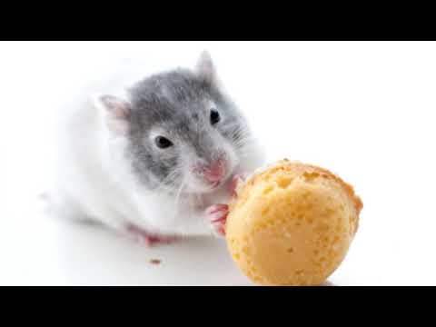 Видео: "Что можно и нельзя крысам от А до Я" (аудио)