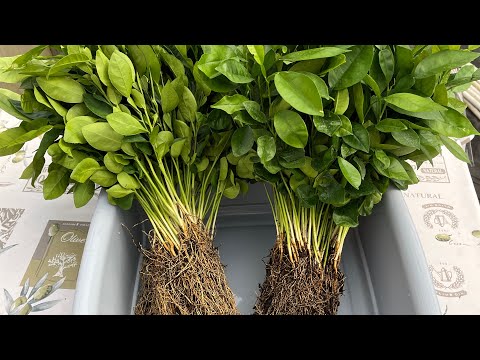 Видео: Партия помело. Растим подвои. Работа в питомнике 🧡