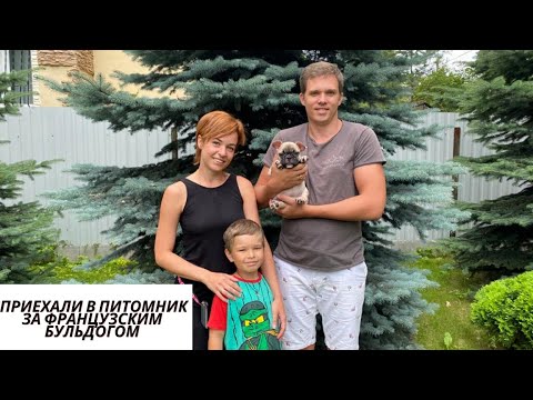 Видео: Мы приехали в питомник за щенком/Французский Бульдог/Kobzevbullz/Кобзевбулз#французскийбульдог