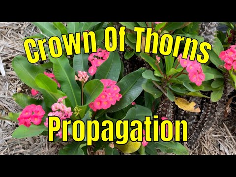 Видео: Размножение сорта «Терновый венец» черенками | Как размножить молочай Мили черенками