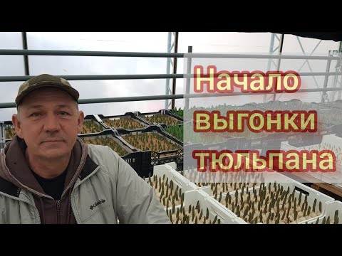 Видео: Выгонка тюльпана к 8 Марта 2023